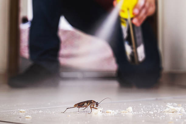 Best Flea Control Services  in Tarpon Springs, FL